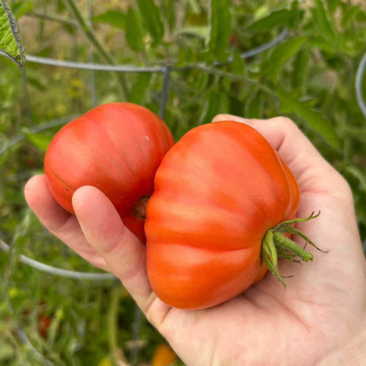 Cuore di Bue Tomato Garden Start