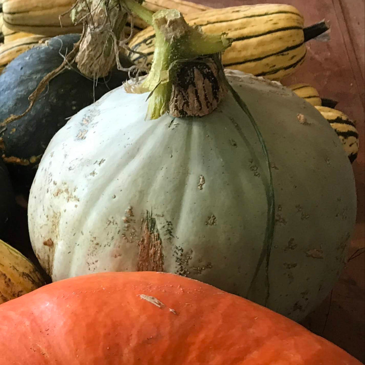 Sweet Meat Winter Squash Garden Start