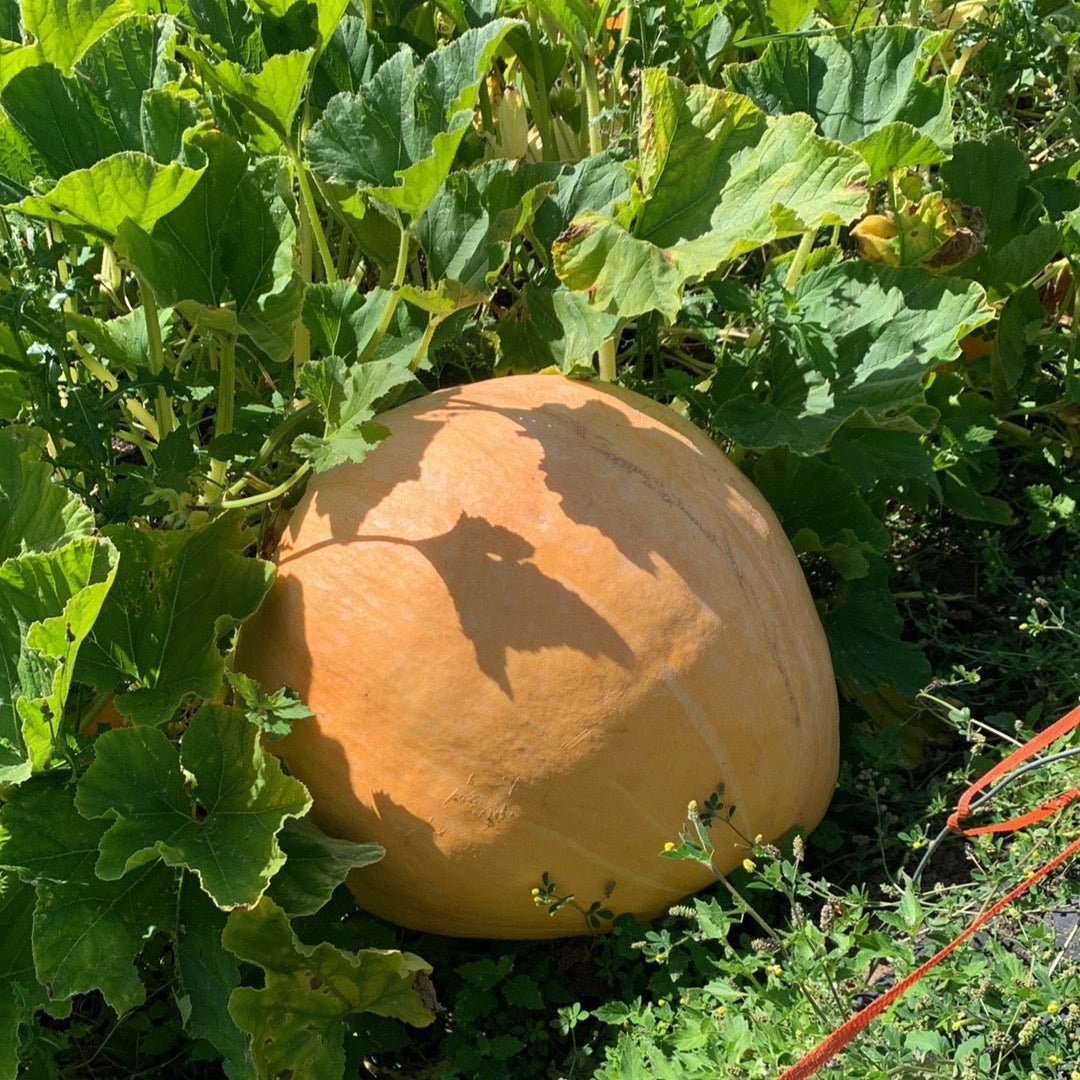Atlantic Giant Pumpkin Garden Start