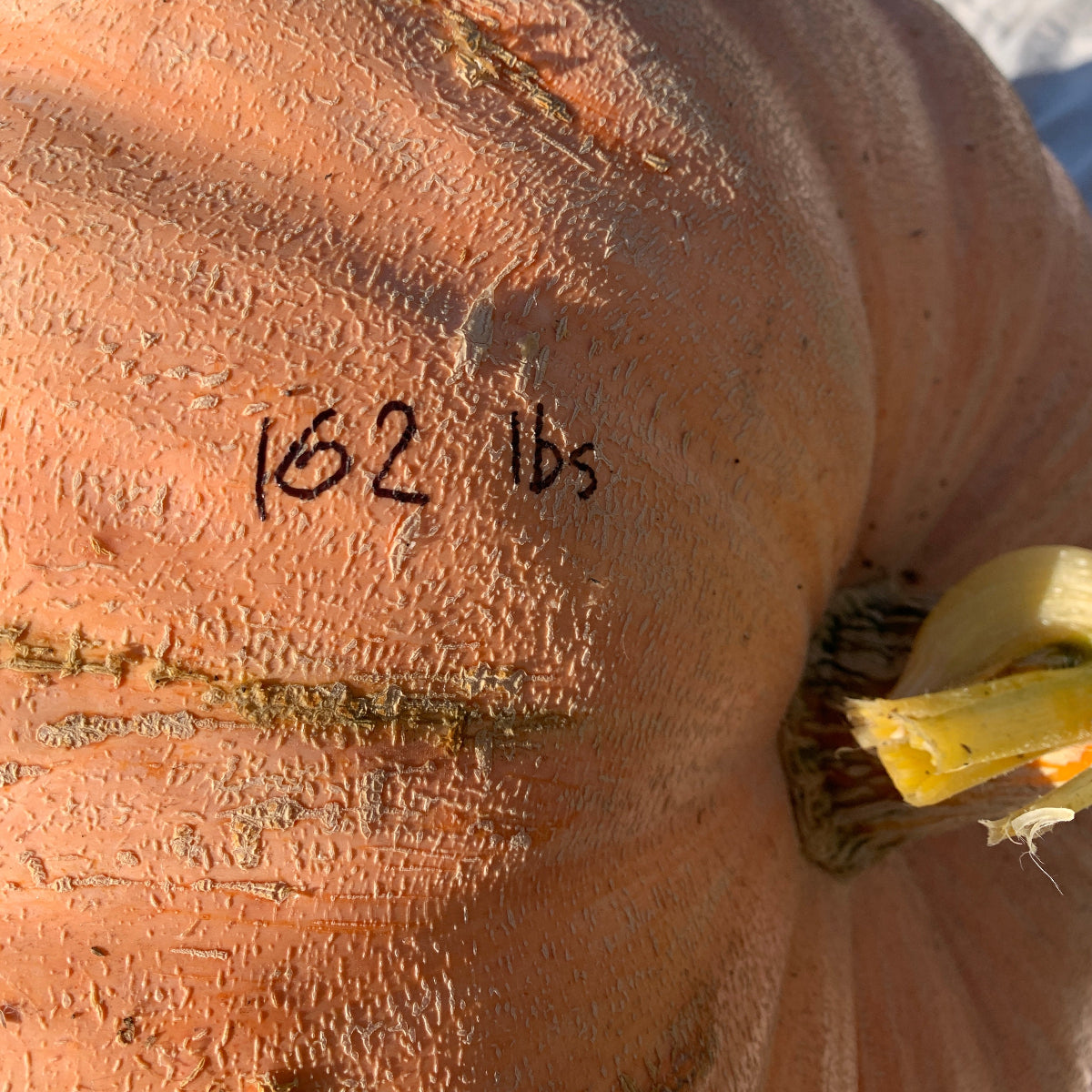 Atlantic Giant Pumpkin Garden Start