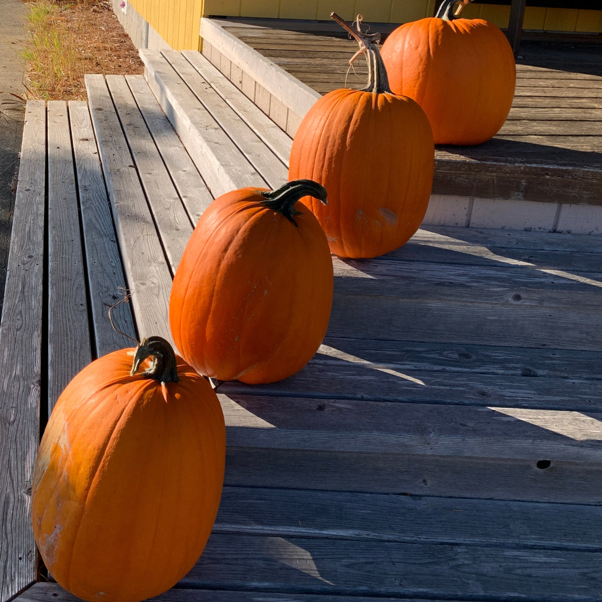 Howden Pumpkin Garden Start
