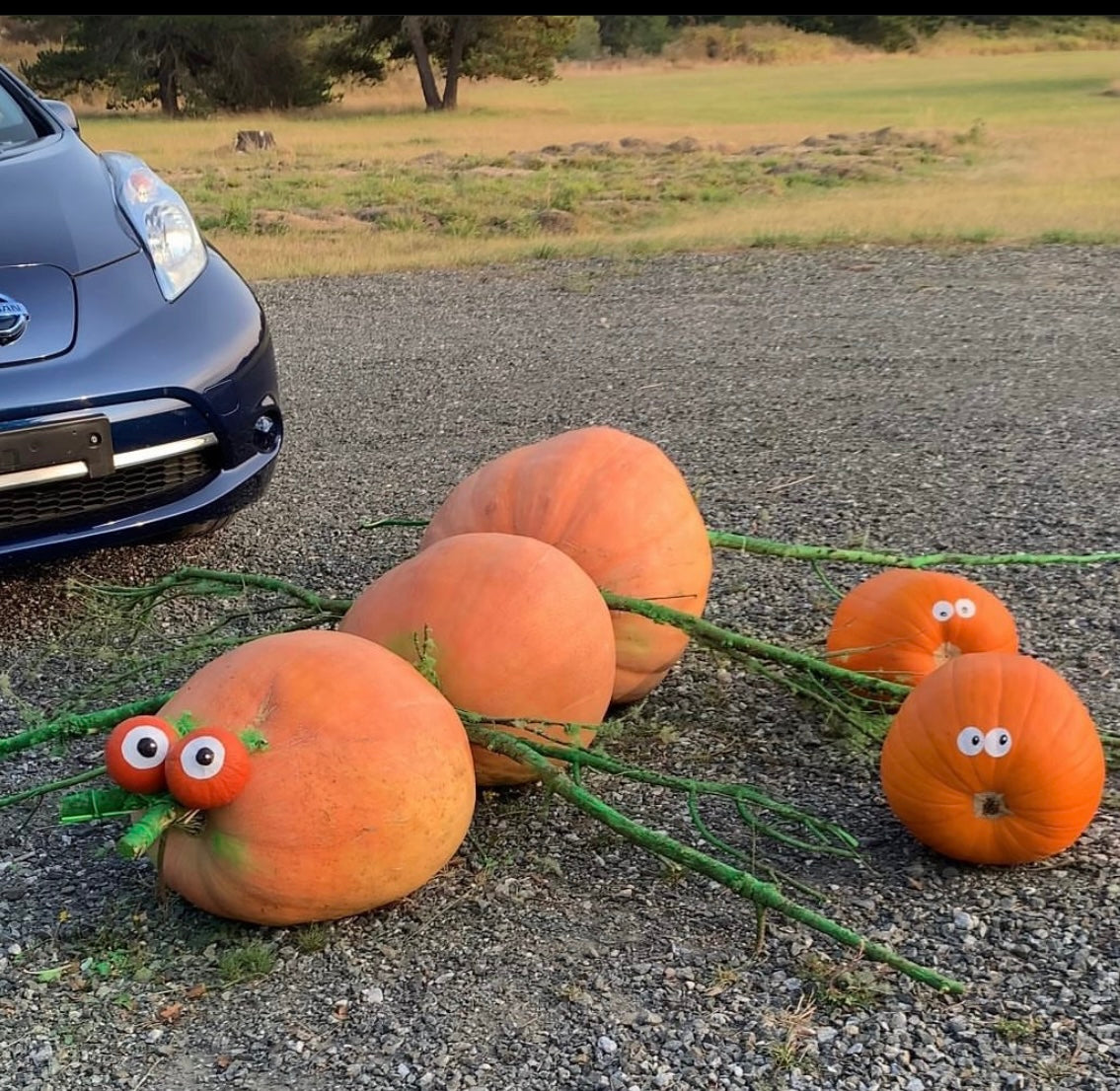 Atlantic Giant Pumpkin Garden Start
