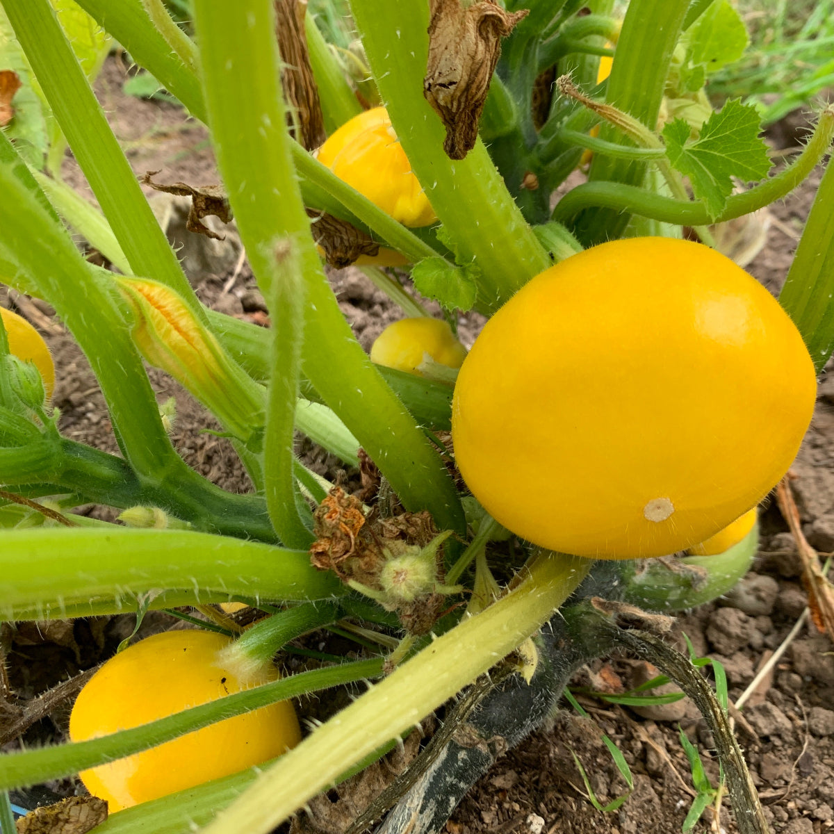 Sunburst Patty Pan Summer Squash Garden Start
