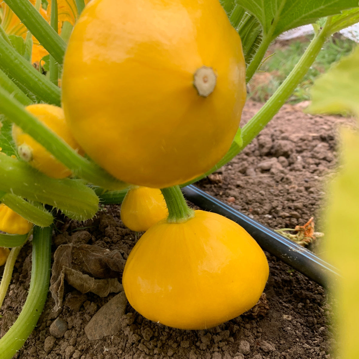 Sunburst Patty Pan Summer Squash Garden Start