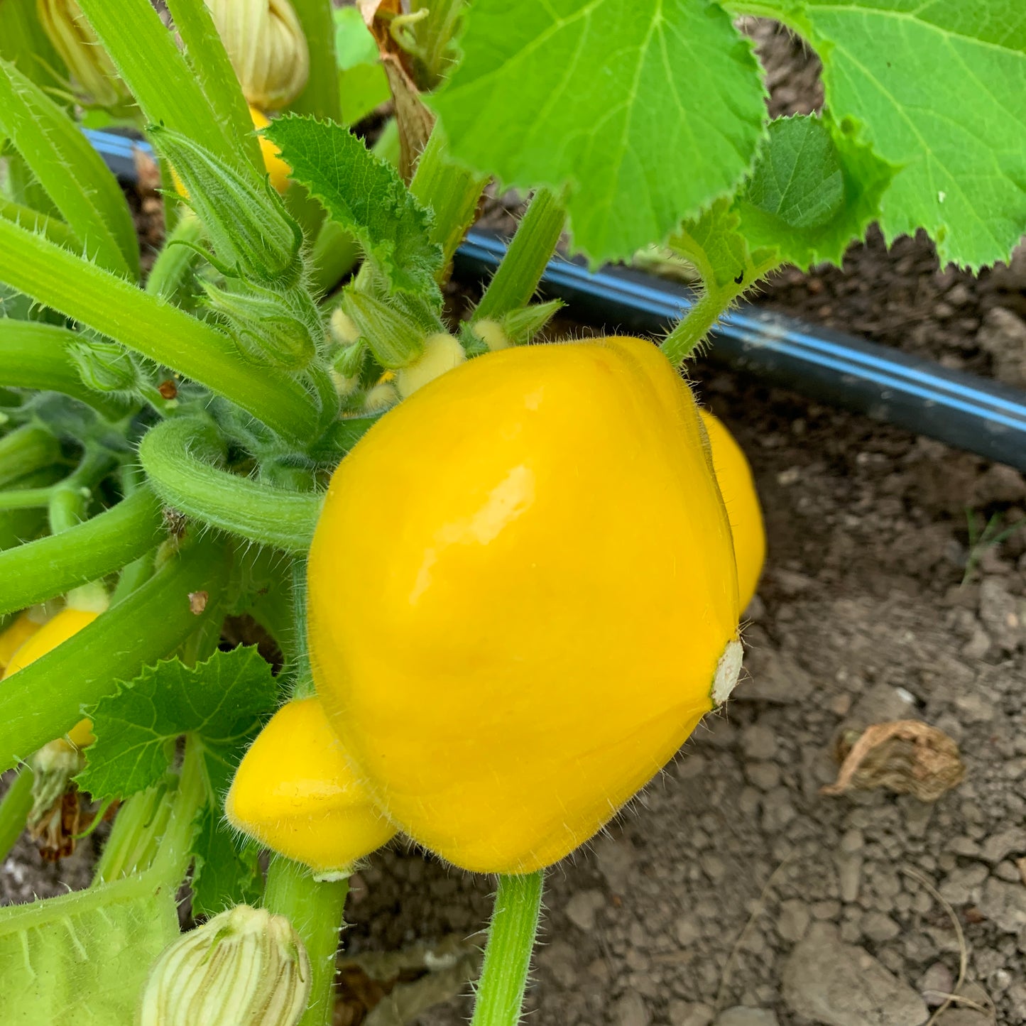 Sunburst Patty Pan Summer Squash Garden Start