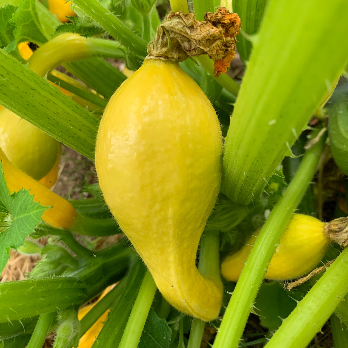 Crookneck Summer Squash Garden Start
