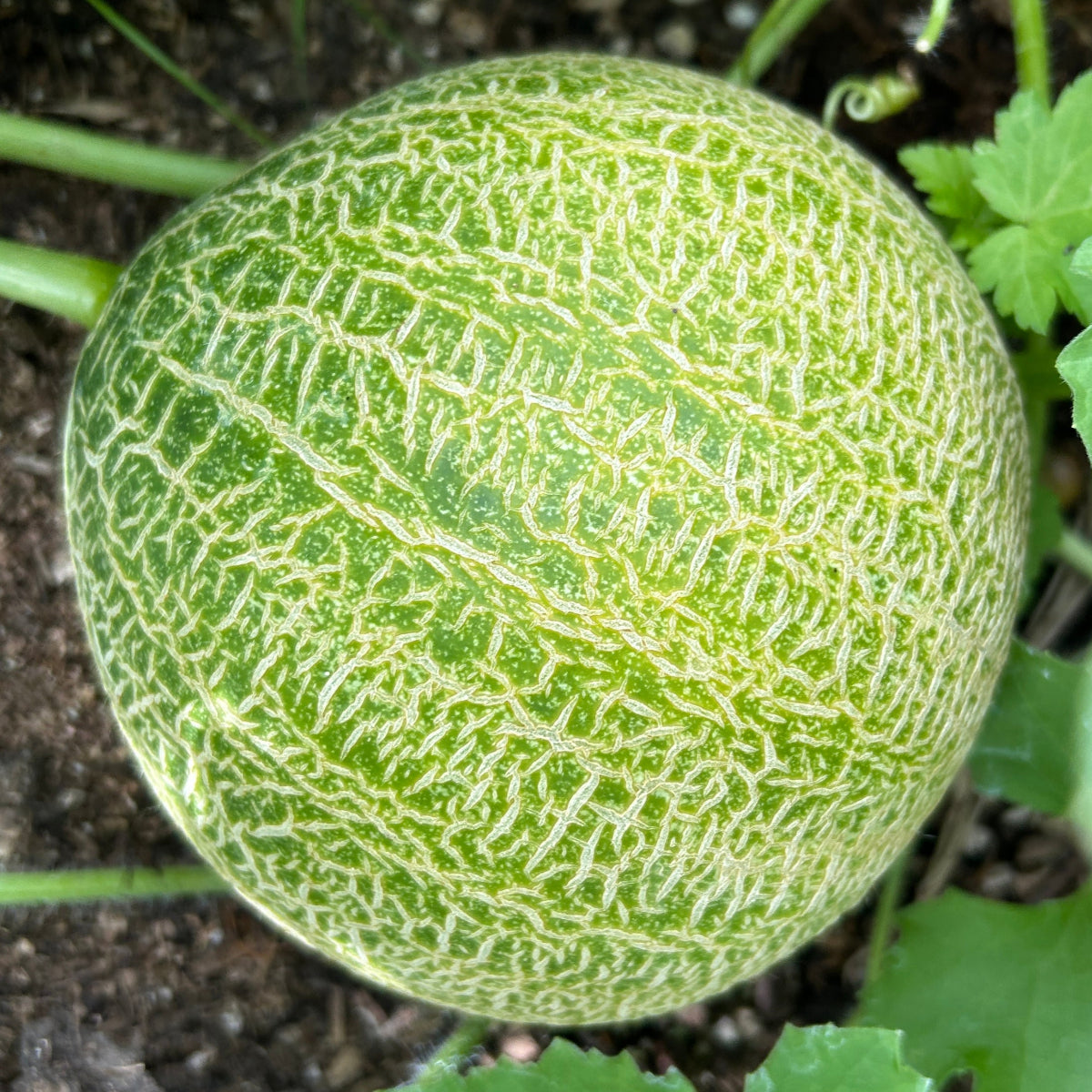 Arava Melon Garden Start