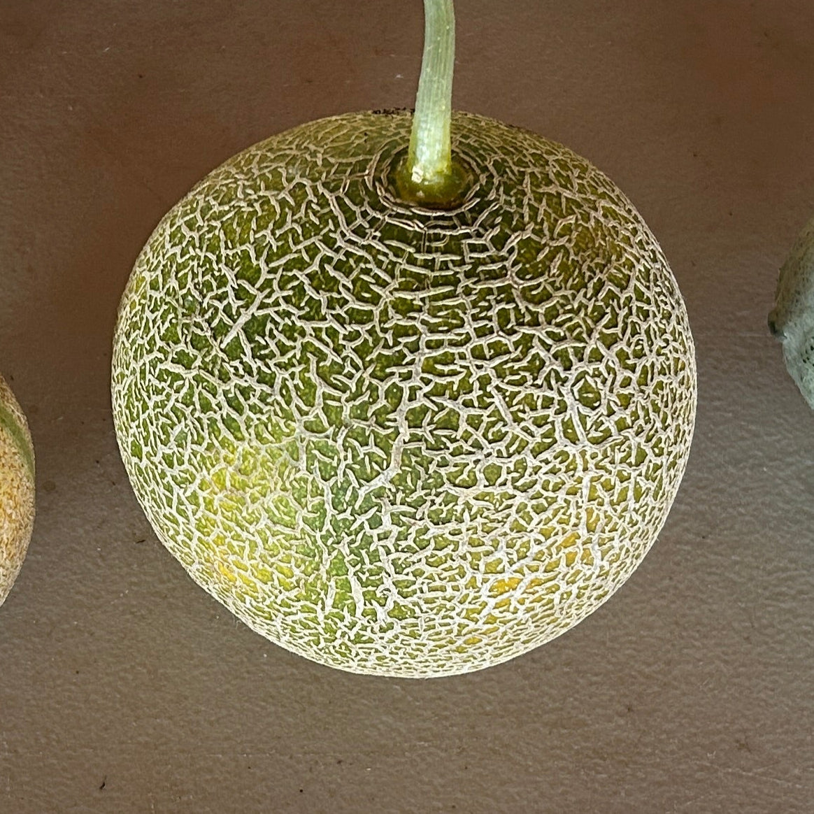 Arava Melon Garden Start