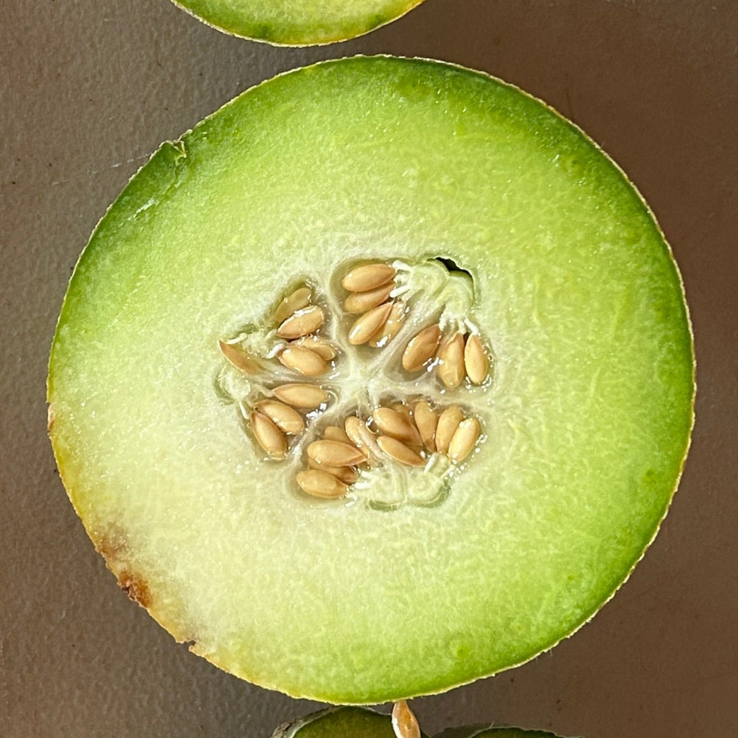 Arava Melon Garden Start