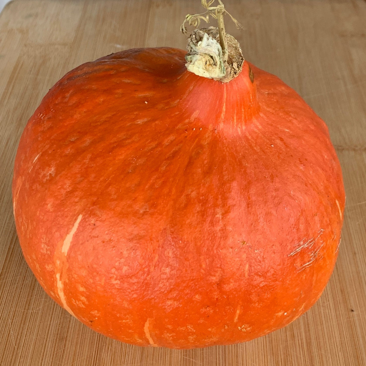 Red Kuri Kabocha Winter Squash Garden Start