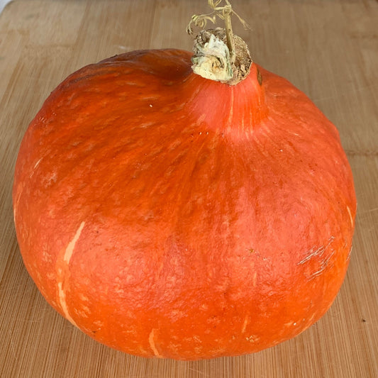 Red Kuri Kabocha Winter Squash Garden Start