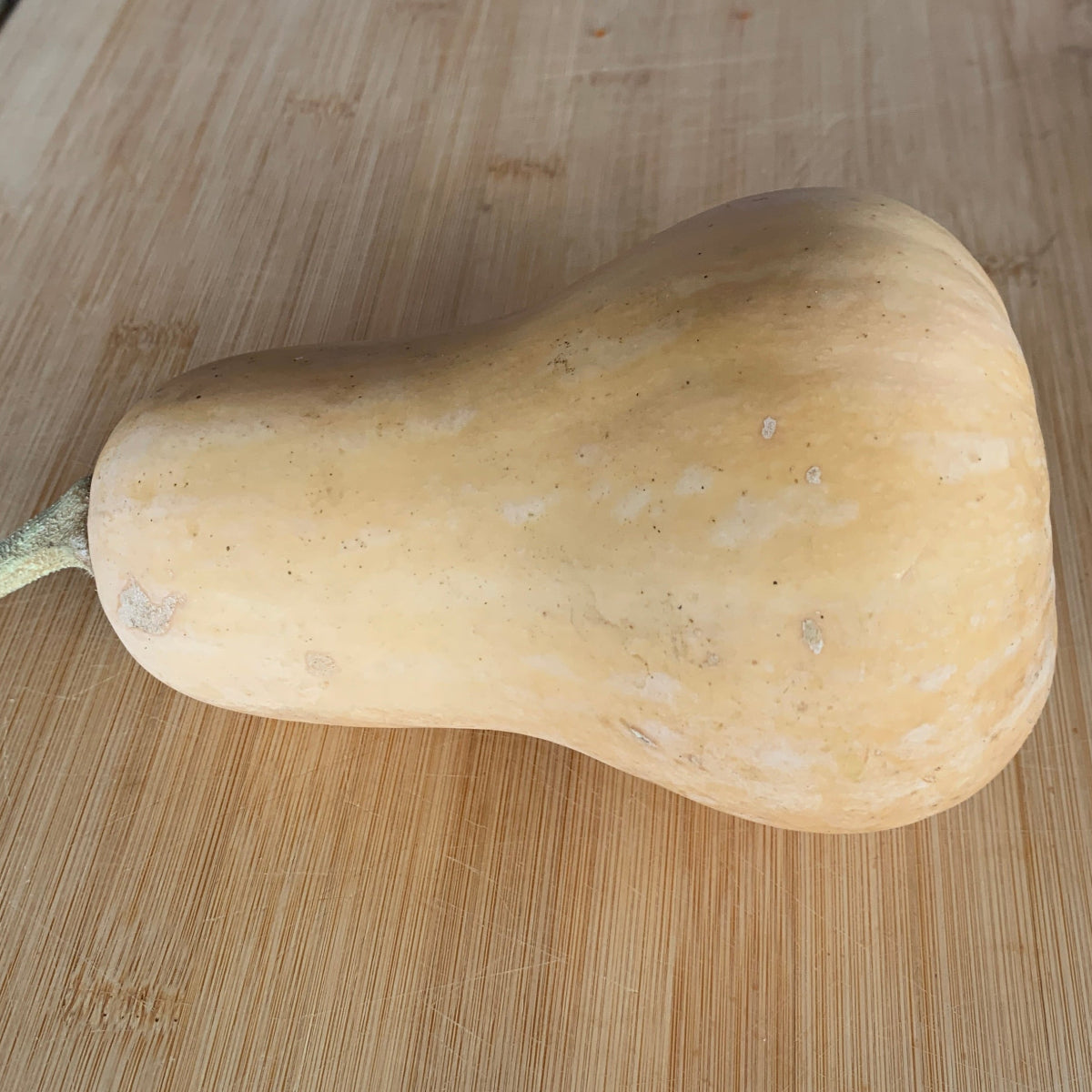 Waltham Butternut Winter Squash Garden Start