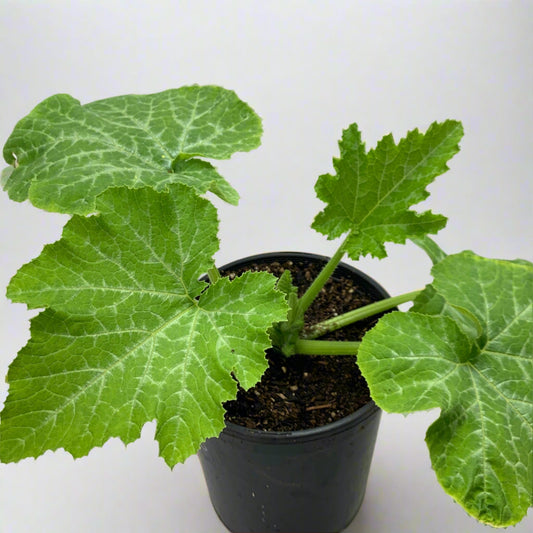 Italian Ribbed Zucchini Summer Squash Garden Start