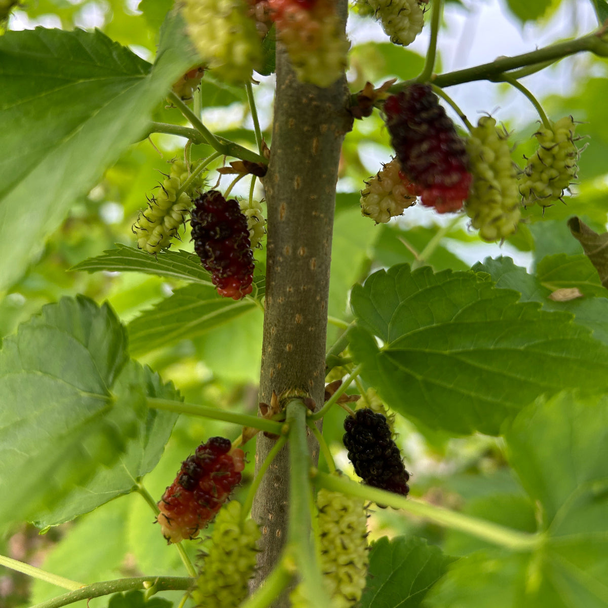Kip Parker Mulberry Small Tree