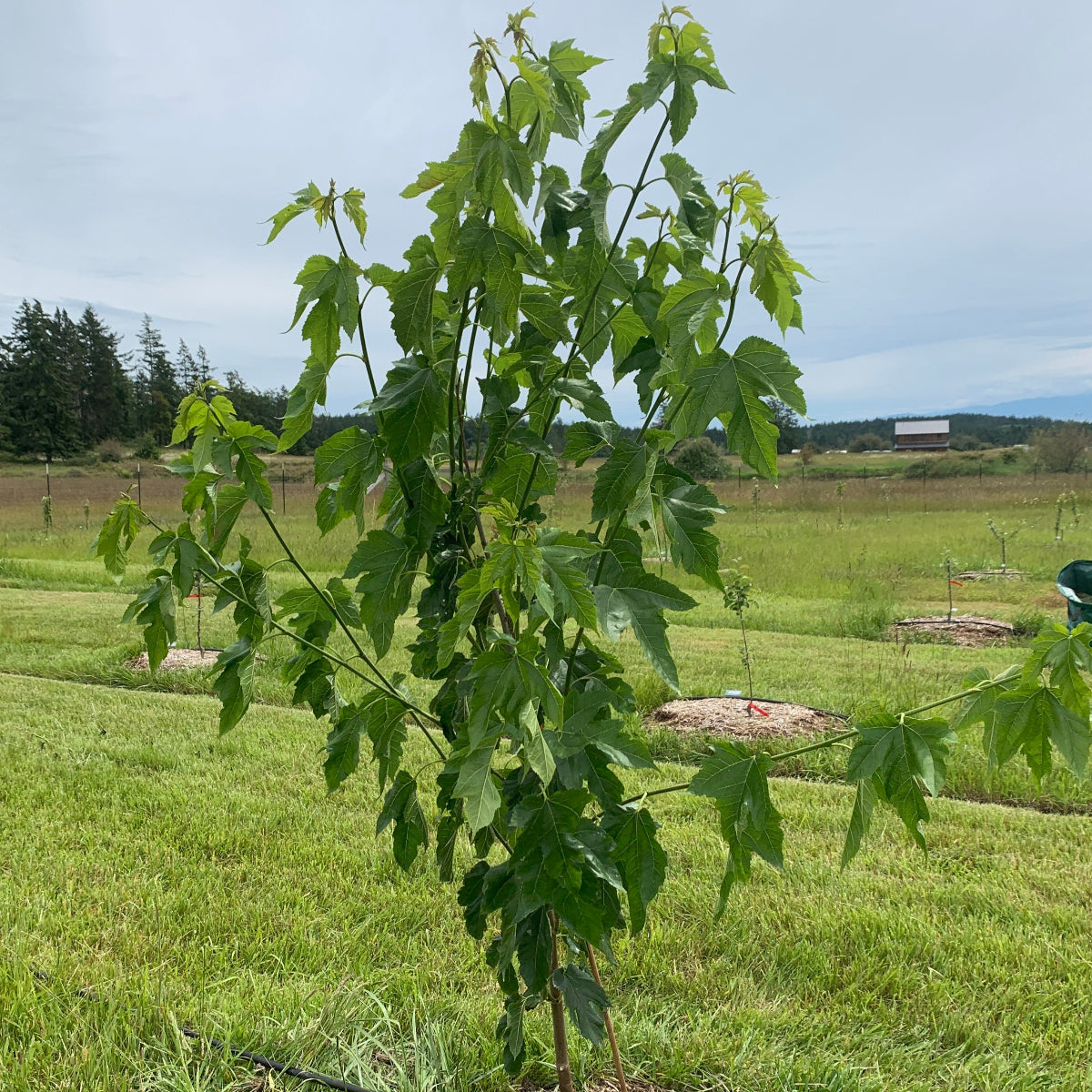 Maple Leaf Mulberry Small Tree