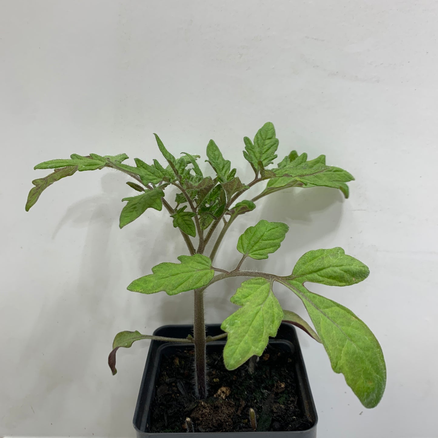 Moskvich Tomato Garden Start