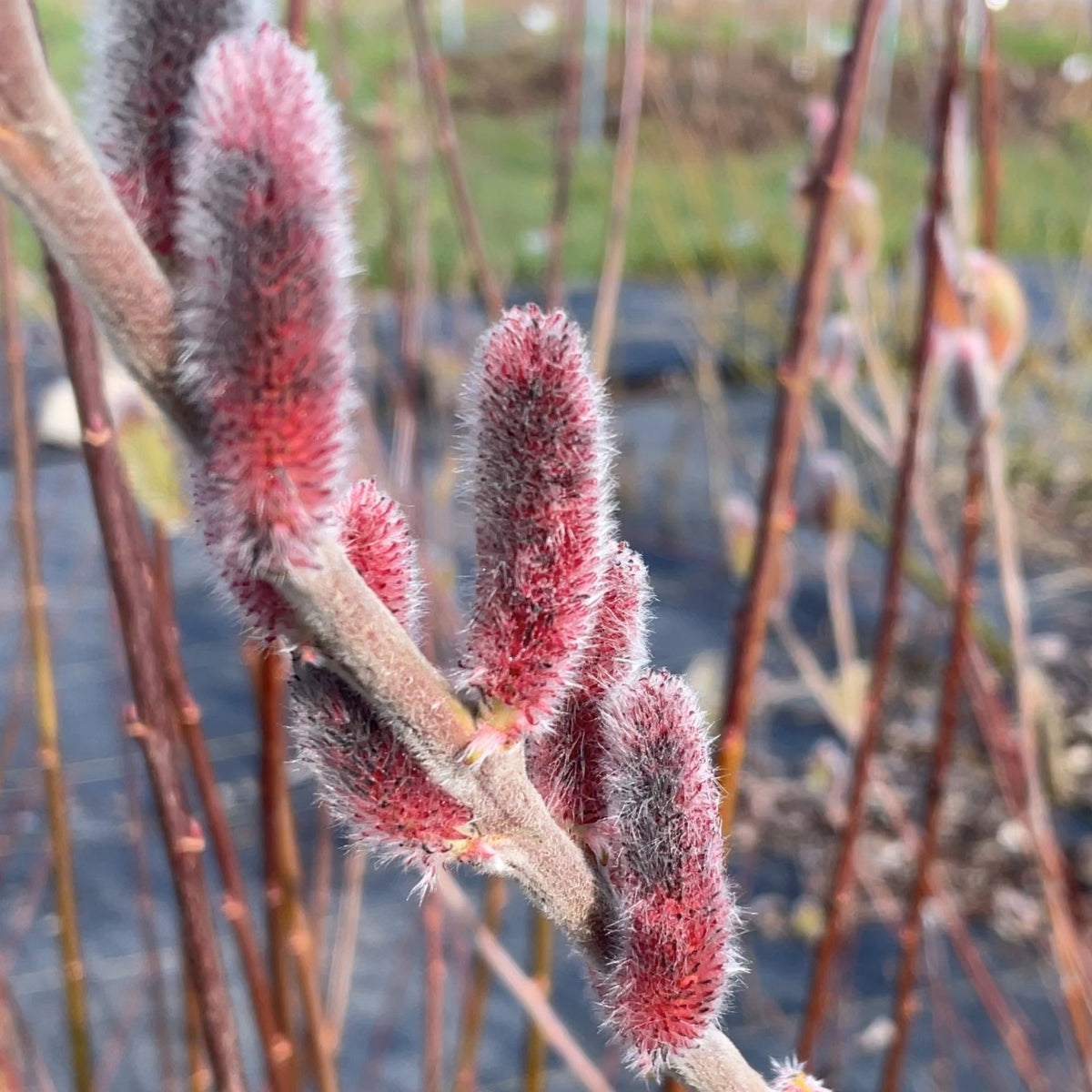 Mount Aso Willow Small Tree