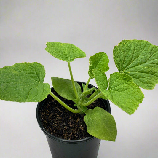 Red Kuri Kabocha Winter Squash Garden Start