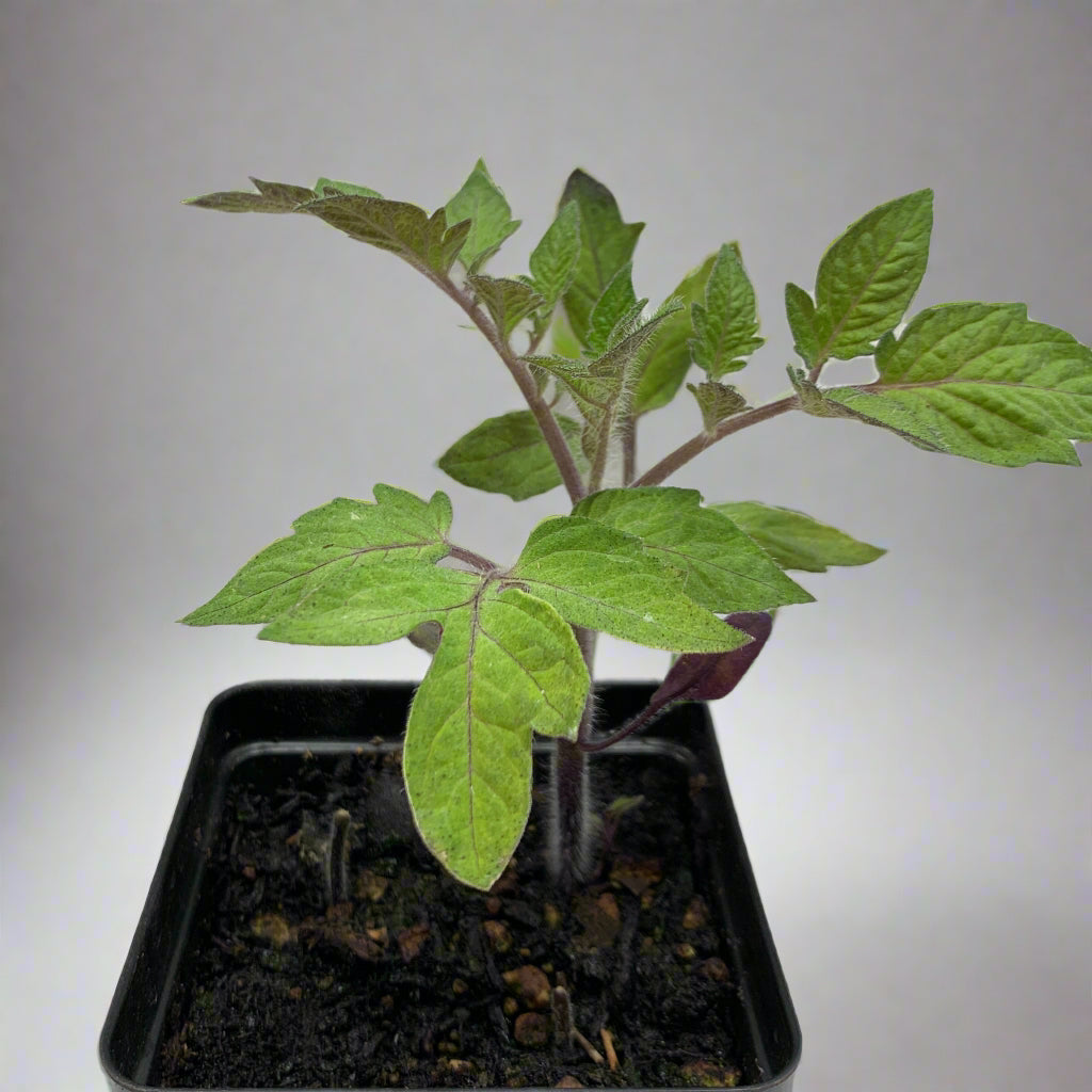 San Marzano Tomato Garden Start