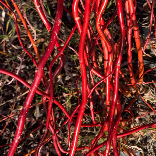Scarlet Curls Willow Small Tree