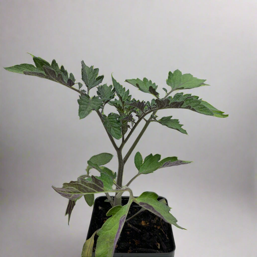 Sungold Cherry Tomato