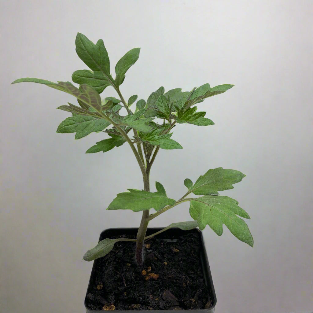 Sweet Million Cherry Tomato