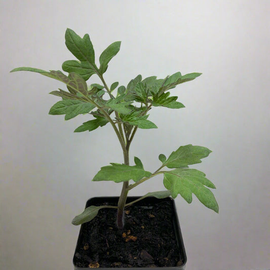 Sweet Million Cherry Tomato