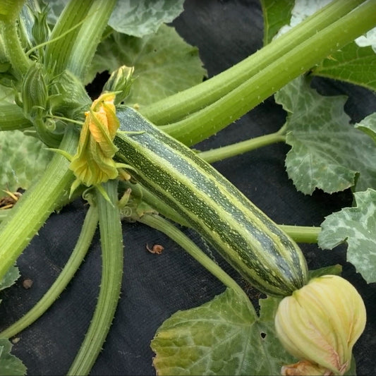 Italian Ribbed Zucchini Summer Squash Garden Start