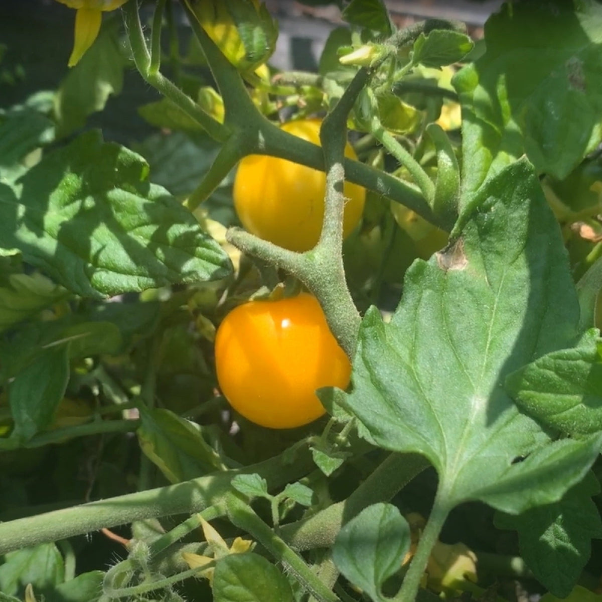 Gold Nugget Cherry Tomato