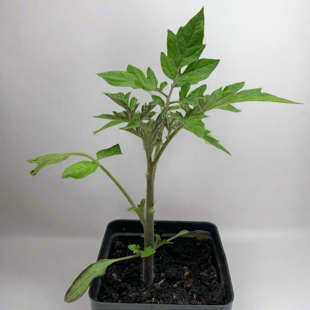 Yellow Pear Cherry Tomato