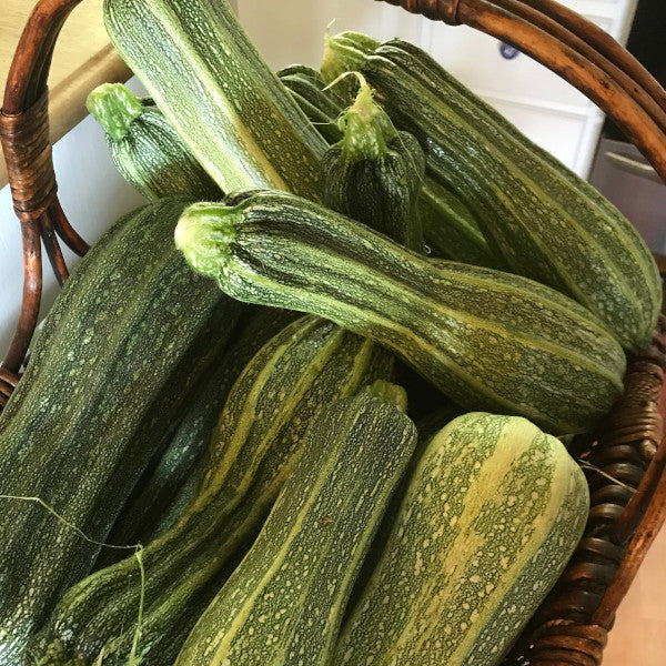Italian Ribbed Zucchini Summer Squash Garden Start