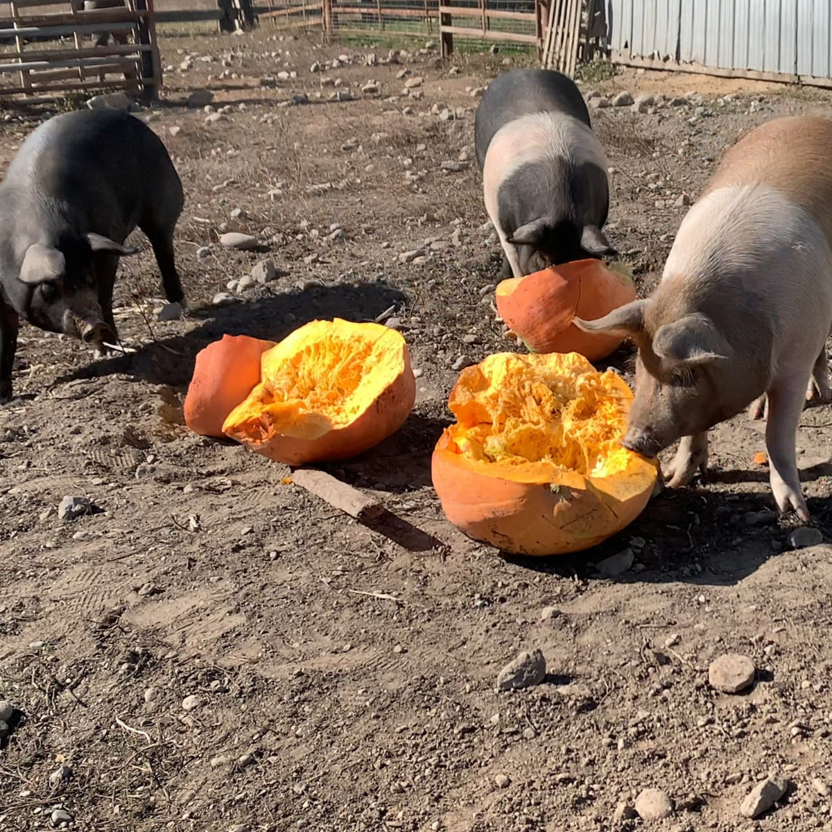 Atlantic Giant Pumpkin Garden Start