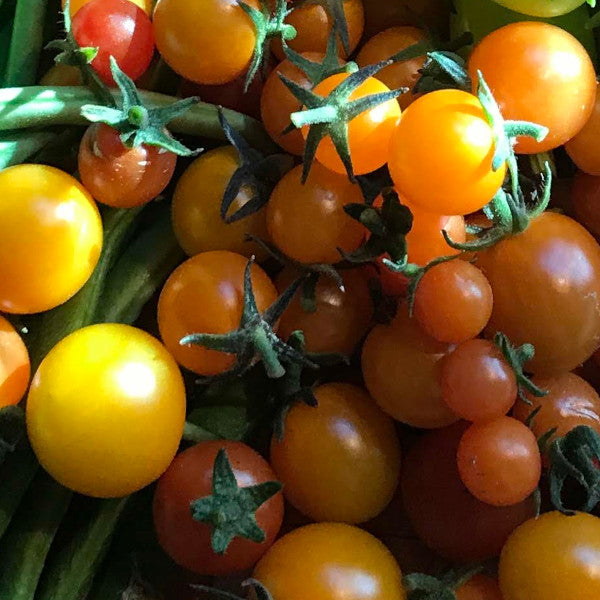 Sungold Cherry Tomato