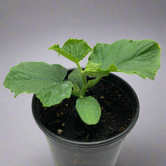 Marketmore 76 Cucumber Garden Start