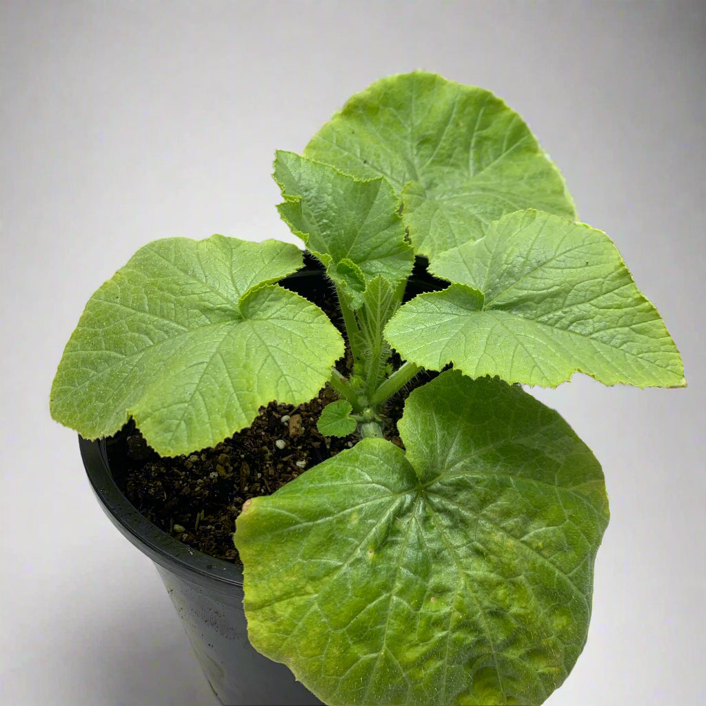 Delicata Winter Squash Garden Start