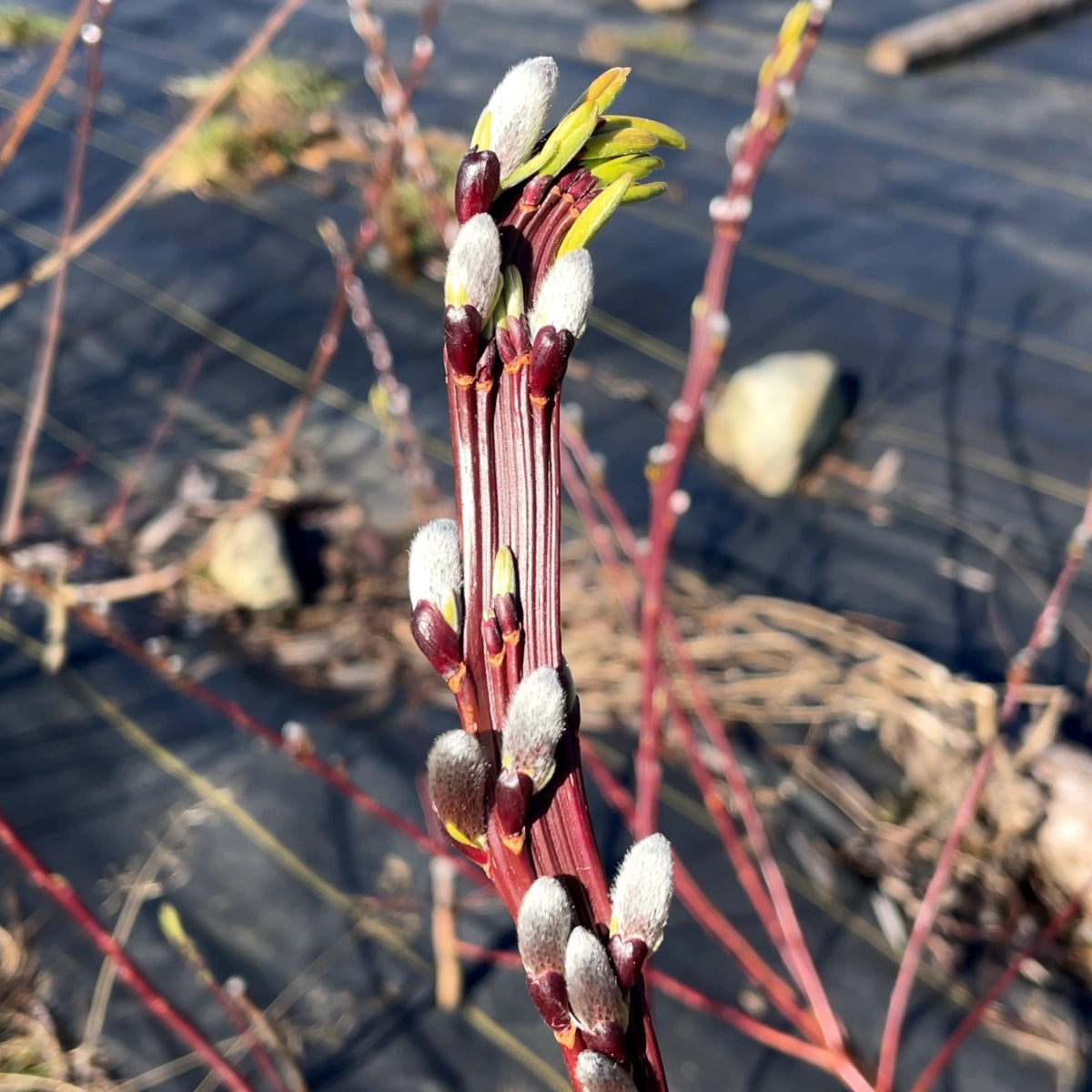 Dragontail | Fantail Willow Small Tree