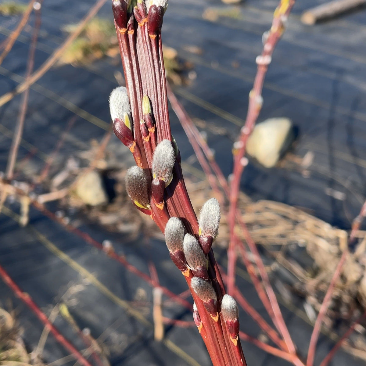 Dragontail | Fantail Willow Small Tree