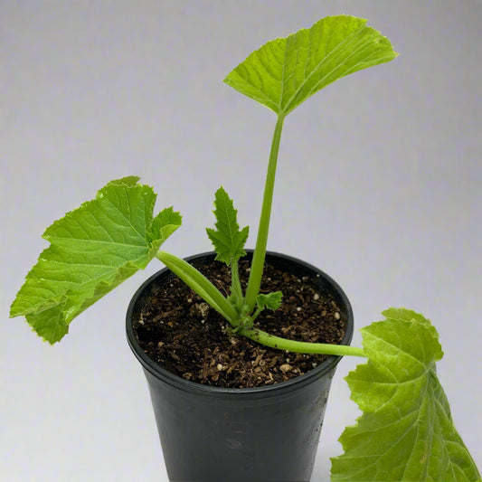 Fordhook Zucchini Summer Squash Garden Start