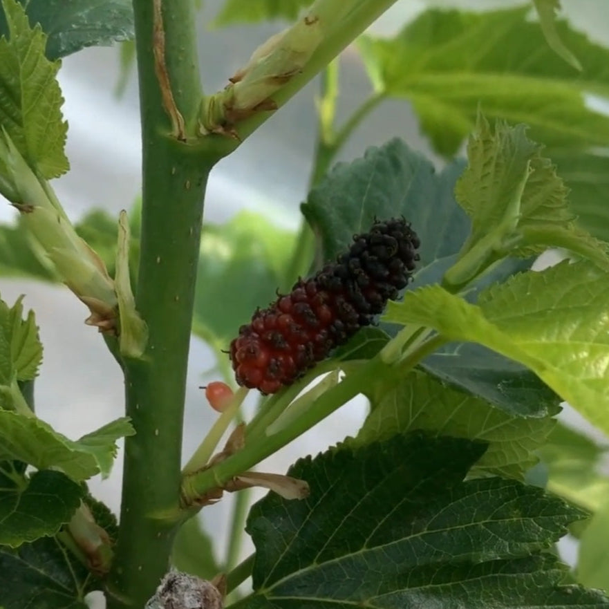 Maple Leaf Mulberry Small Tree