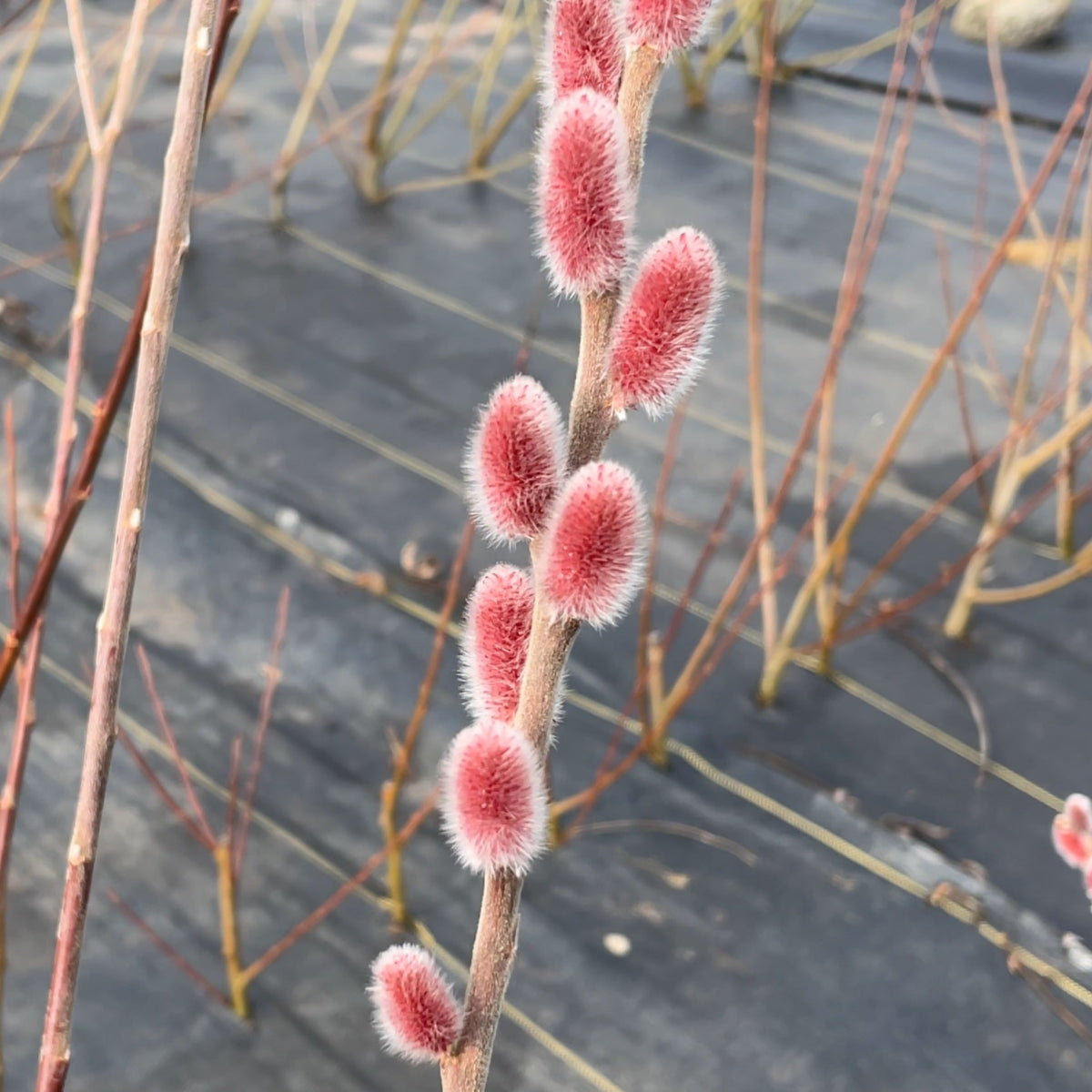 Mount Aso Willow Small Tree