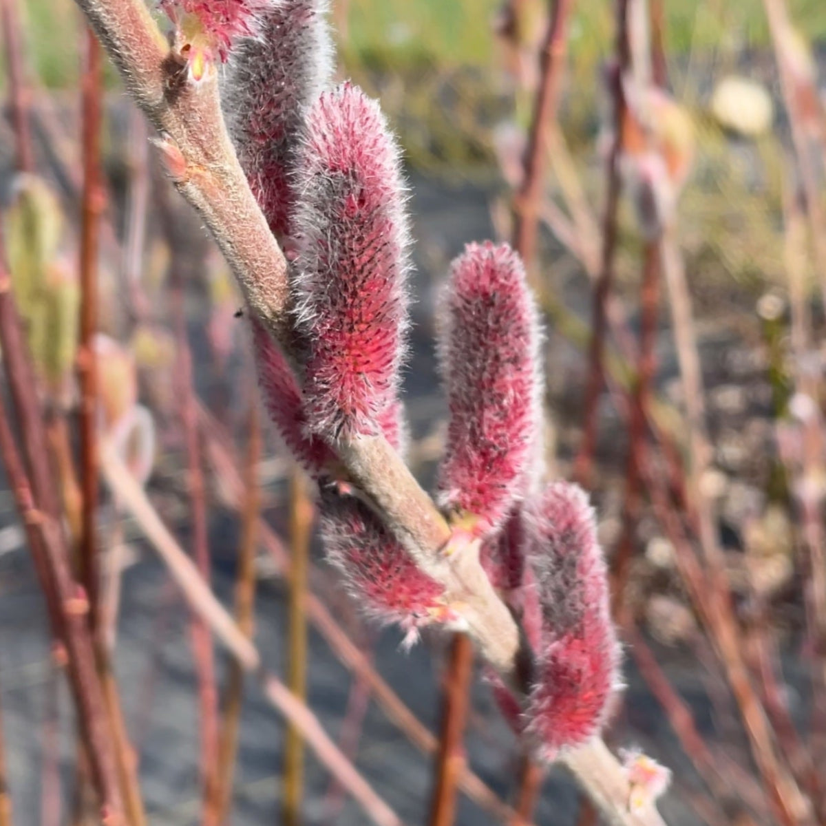 Mount Aso Willow Small Tree