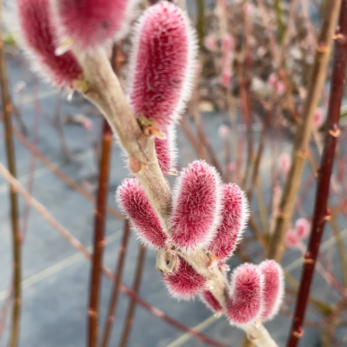 Mount Aso Willow Small Tree