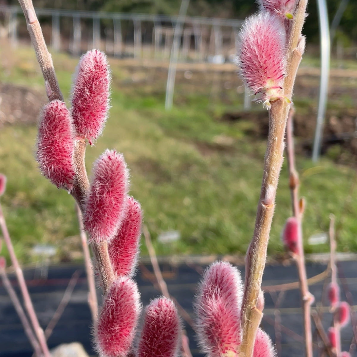 Mount Aso Willow Small Tree