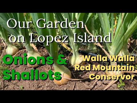 Conservor Shallot Garden Starts