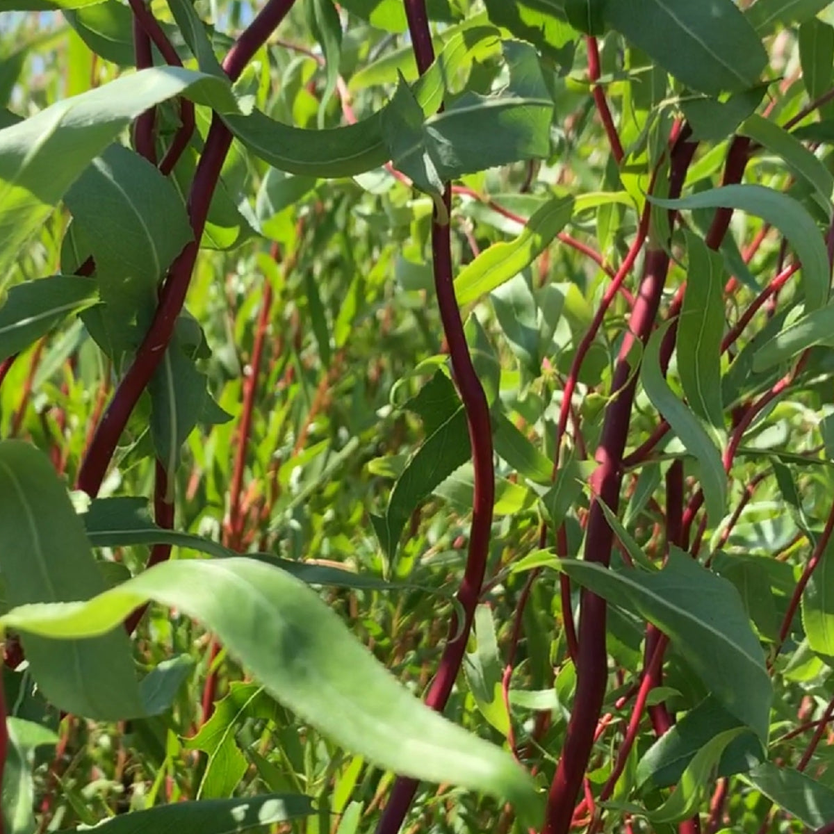 Scarlet Curls Willow Small Tree