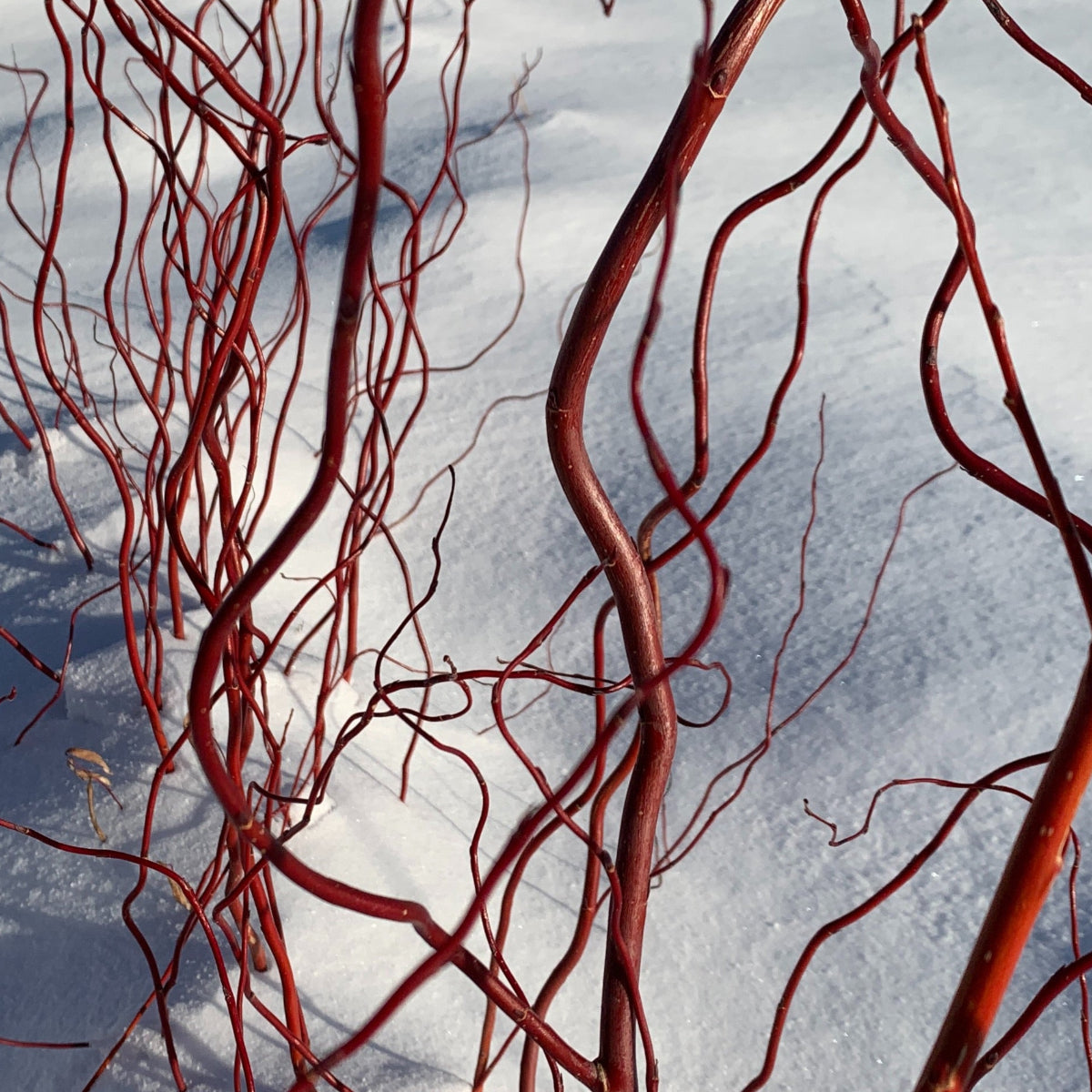 Scarlet Curls Willow Small Tree