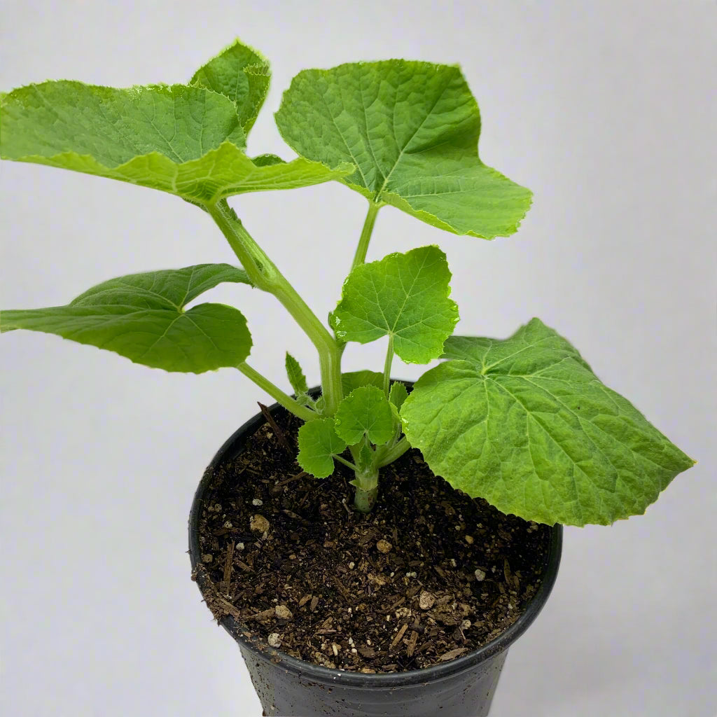 Spaghetti Winter Squash Garden Start
