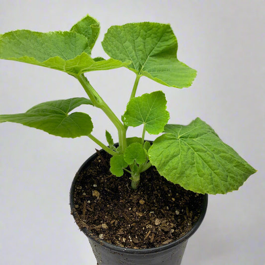 Spaghetti Winter Squash Garden Start