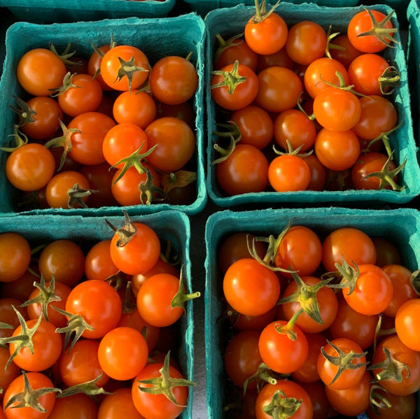 Sungold Cherry Tomato