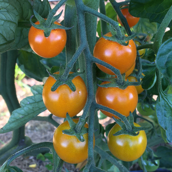 Sungold Cherry Tomato